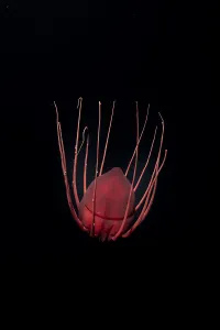 Helmet jellyfish (Periphylla periphylla) drifting in the deep sea, Trondheimsfjord, Norway, Atlantic Ocean Helmet jellyfish (Periphylla periphylla) drifting in the deep sea, Trondheimsfjord, Norway, Atlantic Ocean