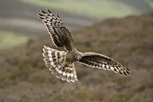 Hen harrier (Circus cyaneus) adult female in flight, landing at nest with food for chicks Hen harrier (Circus cyaneus) adult female in flight, landing at nest with food for chicks