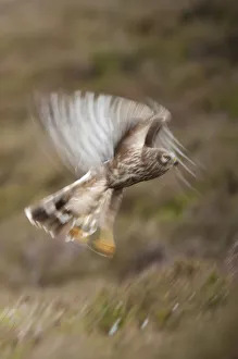 Hen harrier (Circus cyaneus) adult female in flight, moorland habitat, long exposure Hen harrier (Circus cyaneus) adult female in flight, moorland habitat, long exposure