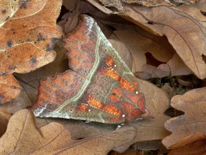 Herald moth (Scoliopteryx libatrix) camouflaged in leaf litter, Gosford Forest Park, Co Herald moth (Scoliopteryx libatrix) camouflaged in leaf litter, Gosford Forest Park, Co