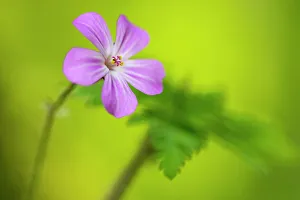 Herb robert (Geranium robertianum) flower, Coombe Valley, Cornwall, UK, May Herb robert (Geranium robertianum) flower, Coombe Valley, Cornwall, UK, May
