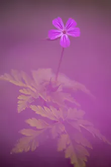 Herb robert (Geranium robertianum) flower, Broxwater, Cornwall, UK. April Herb robert (Geranium robertianum) flower, Broxwater, Cornwall, UK. April