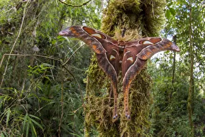 Hercules moth (Coscinocera hercules) recently emerged in montane rinforest. Ambua Lodge Hercules moth (Coscinocera hercules) recently emerged in montane rinforest. Ambua Lodge