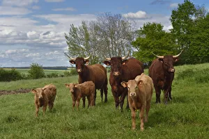 Herd of Salers cattle - cows and calves (Bos sp.), Aisne, France, May Herd of Salers cattle - cows and calves (Bos sp.), Aisne, France, May