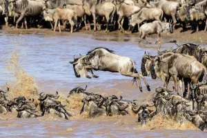 Herds of White-bearded wildebeest (Connochaetes taurinus albojubatus Herds of White-bearded wildebeest (Connochaetes taurinus albojubatus