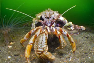 Hermit crab (Pagurus bernhardus) moving forward, Loch Long, Argyll and Bute, Scotland Hermit crab (Pagurus bernhardus) moving forward, Loch Long, Argyll and Bute, Scotland
