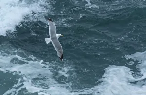 Herring gull (Larus argentatus) flying over sea. Great Saltee Island, Saltee Islands Herring gull (Larus argentatus) flying over sea. Great Saltee Island, Saltee Islands