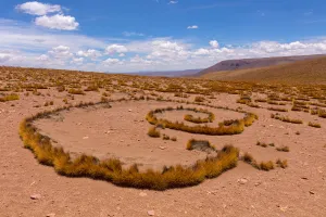 High Altiplano with tussock grass called Paja brava (Festuca orthophylla) showing High Altiplano with tussock grass called Paja brava (Festuca orthophylla) showing