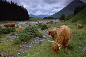 Highland Cattle (Bos tarus) herd grazing, West Highland Way, Tyndrum, Scotland, UK Highland Cattle (Bos tarus) herd grazing, West Highland Way, Tyndrum, Scotland, UK