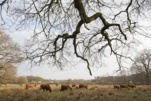 Highland cattle herd grazing at Foxlease and Ancells Meadows SSSI, Hampshire, England Highland cattle herd grazing at Foxlease and Ancells Meadows SSSI, Hampshire, England