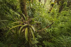 Highland cloud forest in the Talamanca Mountains of Costa Rica, April 2015 Highland cloud forest in the Talamanca Mountains of Costa Rica, April 2015