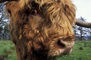 Highland cow (Bos taurus) close up of head, Scotland, UK Highland cow (Bos taurus) close up of head, Scotland, UK