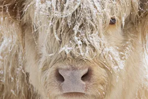 Highland cow, close up of head, Glenfeshie, Cairngorms National Park, Scotland, UK Highland cow, close up of head, Glenfeshie, Cairngorms National Park, Scotland, UK