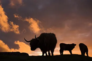 Highland cows, three silhouetted at dusk. Glengorm Estate, Isle of Mull, Scotland, UK Highland cows, three silhouetted at dusk. Glengorm Estate, Isle of Mull, Scotland, UK
