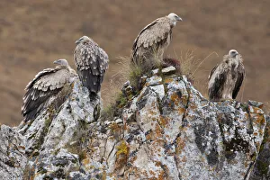 Himalayan griffon vulture (Gyps himalayensis) Angsai Nature Reserve (Valley of the Cats) Himalayan griffon vulture (Gyps himalayensis) Angsai Nature Reserve (Valley of the Cats)