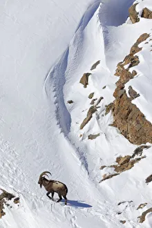 Himalayan ibex (Capra sibirica) male on snow, Spiti valley, Cold Desert Biosphere Reserve Himalayan ibex (Capra sibirica) male on snow, Spiti valley, Cold Desert Biosphere Reserve
