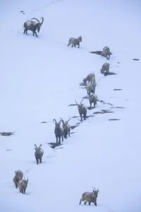 Himalayan ibex (Capra sibirica) during a snowfall, coming down the mountain at dusk Himalayan ibex (Capra sibirica) during a snowfall, coming down the mountain at dusk