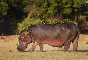 Hippopotamus (Hippopotamus amphibius) with water hyacinth still on back after leaving Hippopotamus (Hippopotamus amphibius) with water hyacinth still on back after leaving