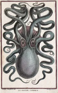 Historical illustration of Common octopus (Octopus vulgaris) Pierre Denys de Montfort Historical illustration of Common octopus (Octopus vulgaris) Pierre Denys de Montfort