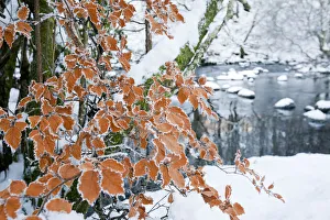 Hoar frost on Beech leaves (Fagus sylvatica) Rydal, Lake District, England, UK Hoar frost on Beech leaves (Fagus sylvatica) Rydal, Lake District, England, UK