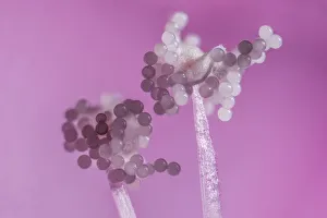 Hollyhock (Alcea rosea), pollen grains on anthers, aprox 12x magnification, Monmouthshire Hollyhock (Alcea rosea), pollen grains on anthers, aprox 12x magnification, Monmouthshire