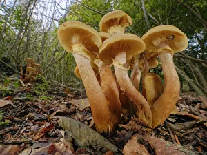 Honey fungus (Armillaria mellea) clumps in deciduous woodland, Buckholt Wood NNR Honey fungus (Armillaria mellea) clumps in deciduous woodland, Buckholt Wood NNR