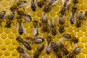 Honeybees (Apis mellifera) on honeycomb. Scotland, UK, May 2010 Honeybees (Apis mellifera) on honeycomb. Scotland, UK, May 2010