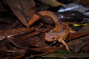 Hong Kong newt (Paramesotriton hongkongensis) endemic, Tai Tam Country Park, Hong Kong Hong Kong newt (Paramesotriton hongkongensis) endemic, Tai Tam Country Park, Hong Kong