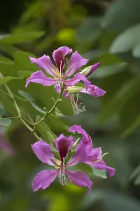 Heather angel/hong kong orchid tree bauhinia blakeana flowers Heather angel/hong kong orchid tree bauhinia blakeana flowers