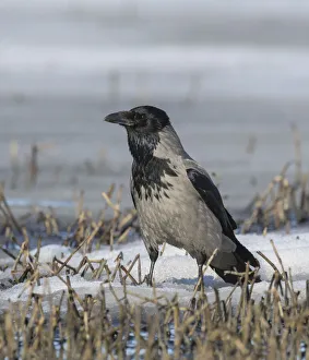 Hooded crow (Corvus corone cornix) alert on snow covered ground, Finland. April Hooded crow (Corvus corone cornix) alert on snow covered ground, Finland. April