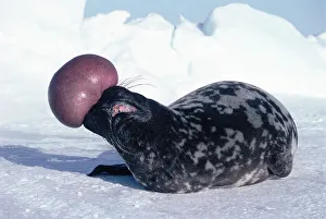 Hooded seal male display {Cystophora cristata} St Lawrence gulf, Canada Hooded seal male display {Cystophora cristata} St Lawrence gulf, Canada