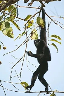 Hoolock Gibbon (Hylobates hoolock) male hanging from a branch. Assam, India, February Hoolock Gibbon (Hylobates hoolock) male hanging from a branch. Assam, India, February