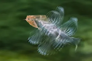 Hoopoe (Upupa epops) in flight, Hungary. Multi flash, long exposure. Winner, Eric Hosking award Hoopoe (Upupa epops) in flight, Hungary. Multi flash, long exposure. Winner, Eric Hosking award