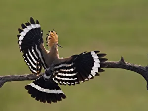 Hoopoe (Upupa epops) landing on branch, rear view with wings open, Hortobagy NP, Hungary Hoopoe (Upupa epops) landing on branch, rear view with wings open, Hortobagy NP, Hungary
