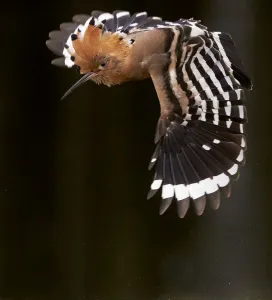 Hoopoe (Upupa epops) male in flight, Hungary May Hoopoe (Upupa epops) male in flight, Hungary May