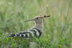 Hoopoe (Upupa epops) portrait, Moldova, June Hoopoe (Upupa epops) portrait, Moldova, June