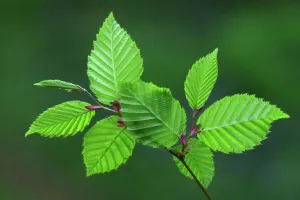 Hornbeam (Carpinus betulus) leaves in spring. Dorset, UK May Hornbeam (Carpinus betulus) leaves in spring. Dorset, UK May
