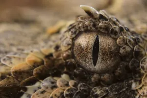 Horned adder (Bitis caudalis) close up of eye, Brandberg area, Namibia Horned adder (Bitis caudalis) close up of eye, Brandberg area, Namibia