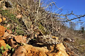 Horned viper (Vipera ammodytes) in natural setting, Turkey Horned viper (Vipera ammodytes) in natural setting, Turkey