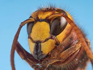 Hornet (Vespa crabro) close up of head Hornet (Vespa crabro) close up of head