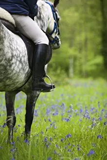 Images Dated 10th May 2007: Horse and rider trekking through bluebell wood Brecon Beacons National Park, Powys
