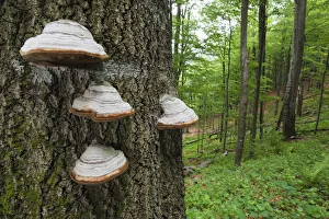 Horses hoof / Tinder fungus (Fomes fomentarius) on tree trunk, European beech Horses hoof / Tinder fungus (Fomes fomentarius) on tree trunk, European beech