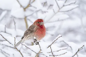 House finch (Carpodacus mexicanus) male in breeding plumage perched amid snow-covered House finch (Carpodacus mexicanus) male in breeding plumage perched amid snow-covered