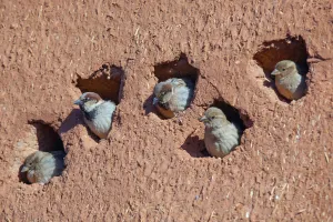 House sparrow (Passer domesticus) colony in building, Northern Morocco House sparrow (Passer domesticus) colony in building, Northern Morocco