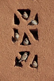 House sparrows (Passer domesticus) perched on building, Morocco, March House sparrows (Passer domesticus) perched on building, Morocco, March