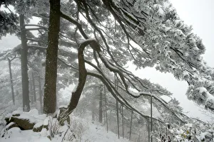 Huangshan pine (Pinus huangensis) in snow, Huangshan / Yellow Mountain, UNESCO World Heritage Site Huangshan pine (Pinus huangensis) in snow, Huangshan / Yellow Mountain, UNESCO World Heritage Site