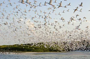 Huge flock of White ibis (Eudocimus albus) in breeding plumage, flying to their mangrove-covered Huge flock of White ibis (Eudocimus albus) in breeding plumage, flying to their mangrove-covered