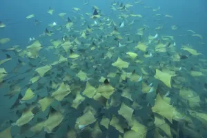 A huge school of Pacific cownose / Golden cownose rays (Rhinoptera steindachneri), Baja California, Sea of Cortez A huge school of Pacific cownose / Golden cownose rays (Rhinoptera steindachneri), Baja California, Sea of Cortez