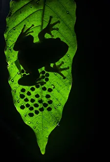 Humayuns night frog (nyctibatrachus humayuni), male guarding cluster of eggs on leaf Humayuns night frog (nyctibatrachus humayuni), male guarding cluster of eggs on leaf