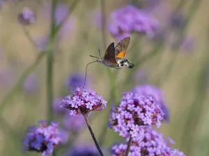 Hummingbird hawk moth (Macroglossum stellatarum) in flight feeding on Verbena flowers Hummingbird hawk moth (Macroglossum stellatarum) in flight feeding on Verbena flowers